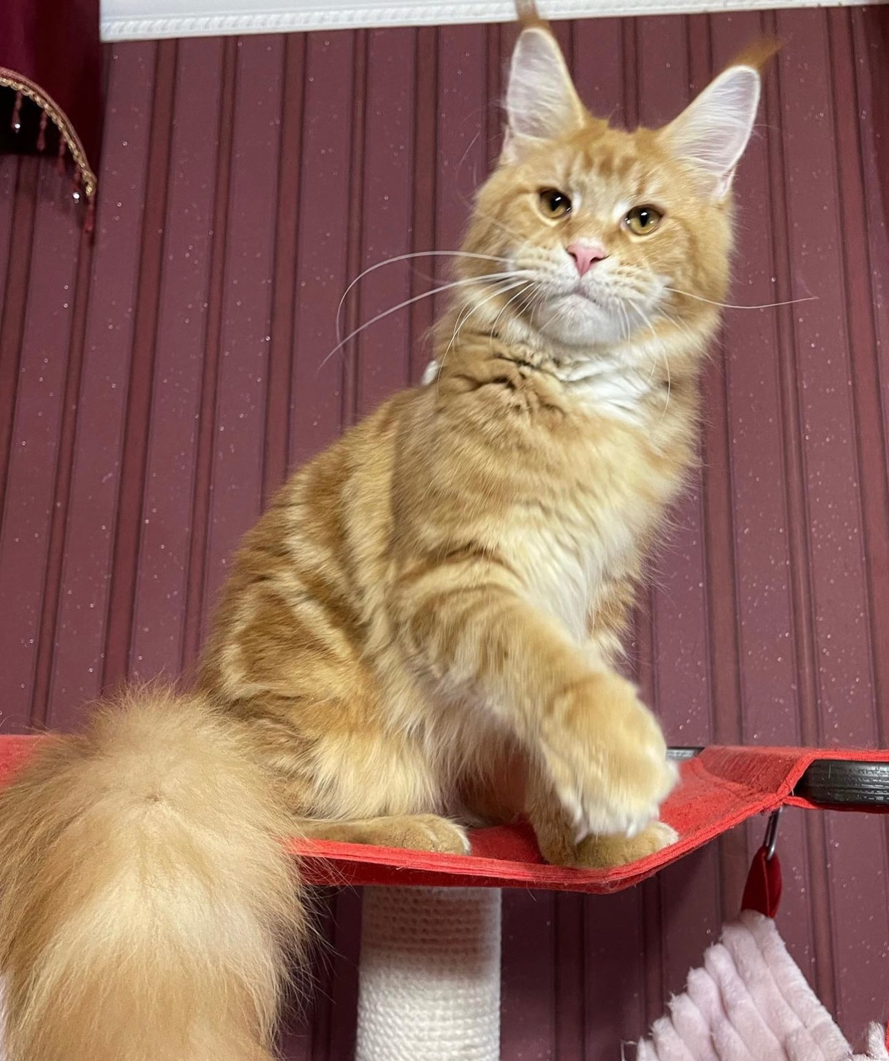 Energetic Maine Coon Kittens For Adoption