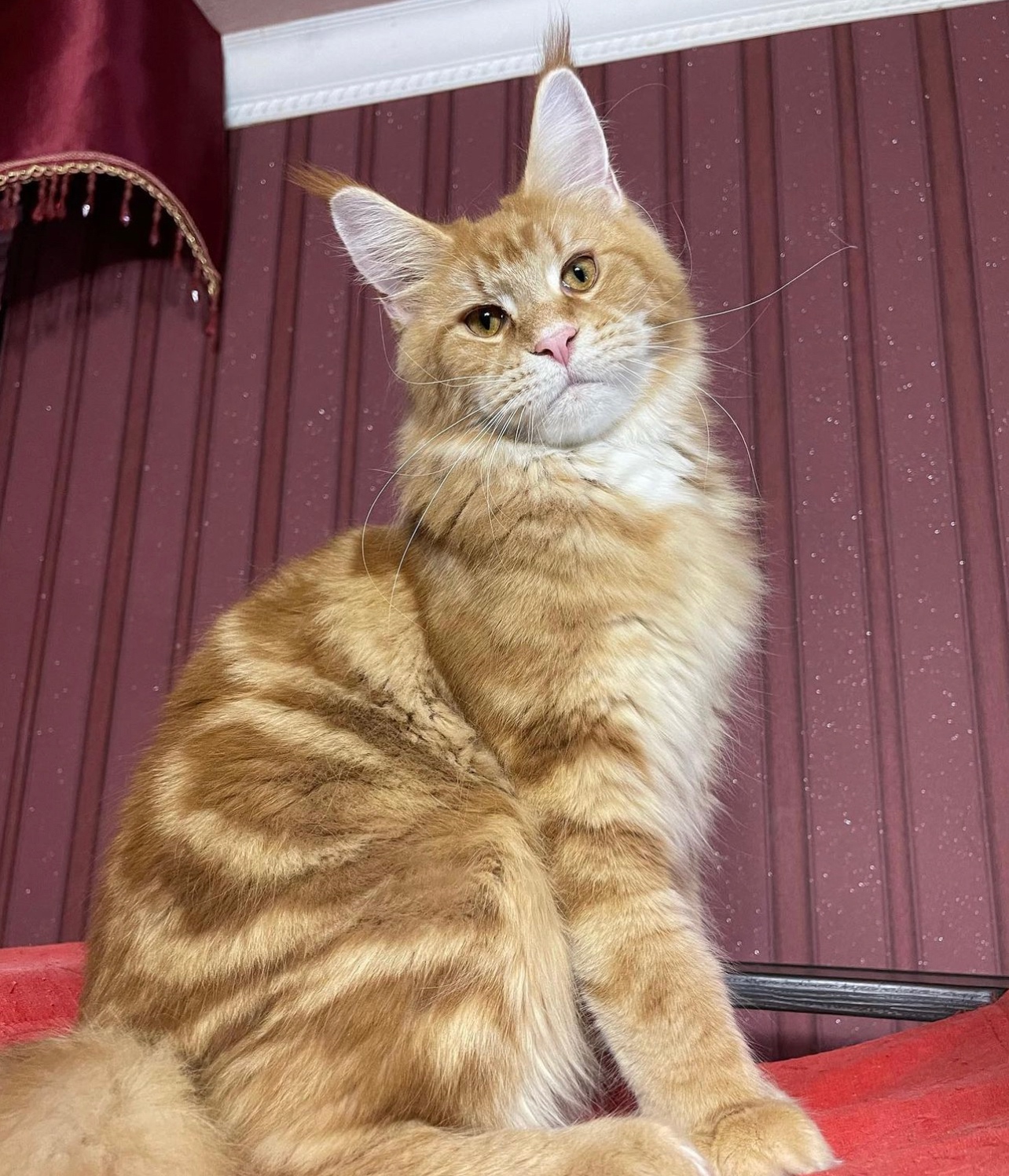 Energetic Maine Coon Kittens For Adoption