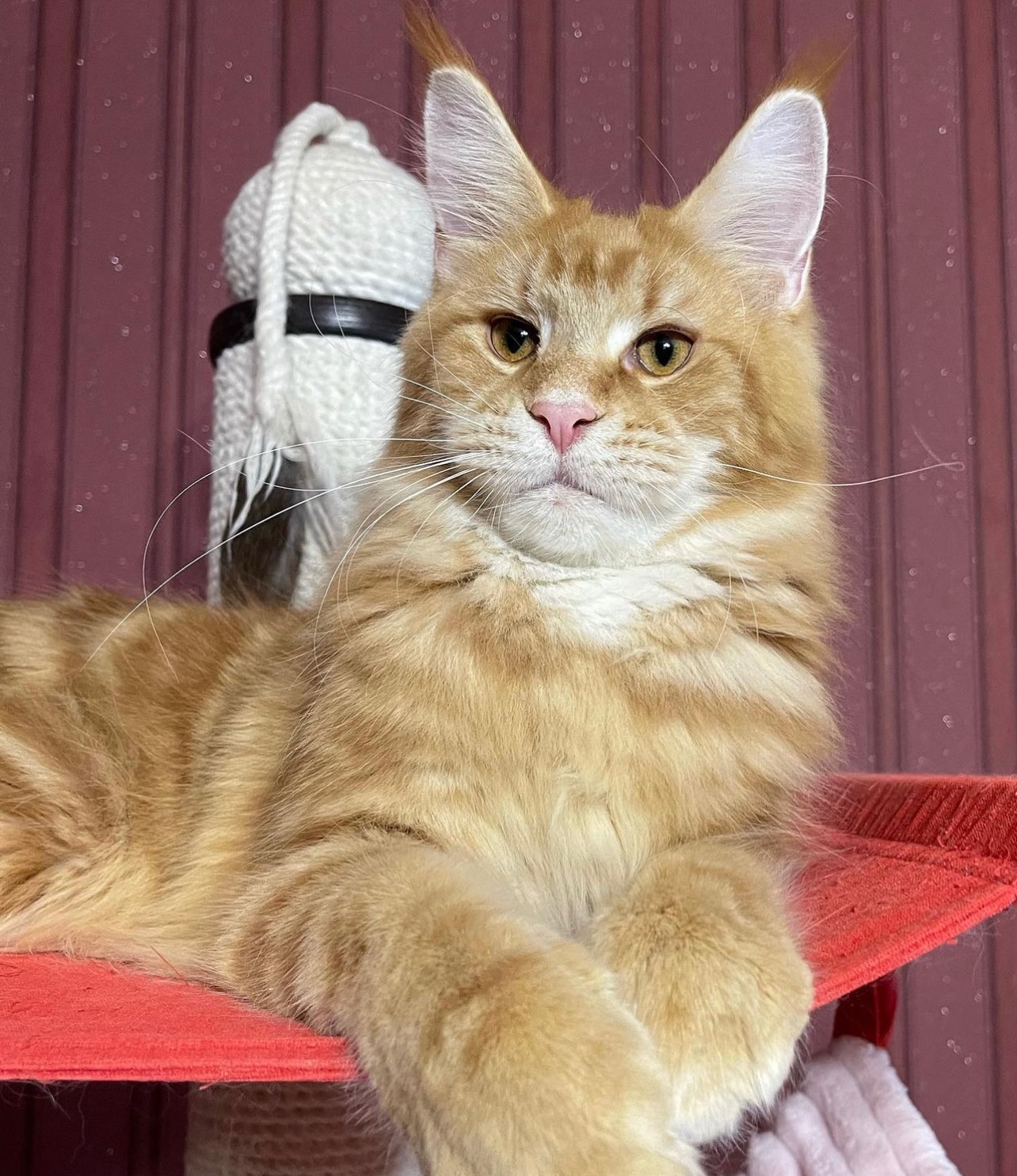 Energetic Maine Coon Kittens For Adoption
