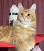 Energetic Maine Coon Kittens For Adoption