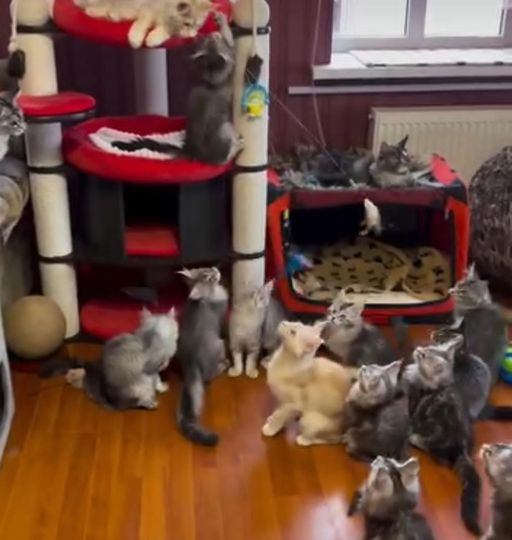 Maine Coon Kittens Available Now