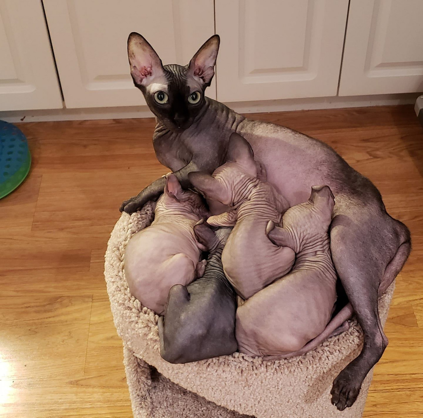 Sphynx Kittens Looking For A New Family
