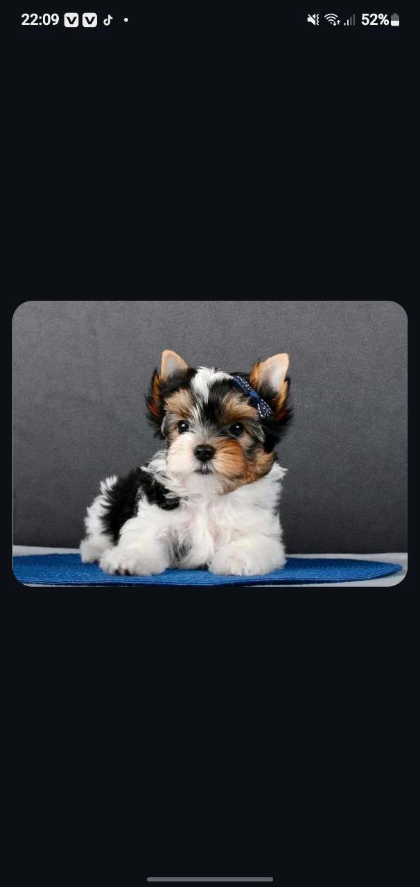 BIEWER TERRIER PUPPY AVALIABLE FOR REHOMING