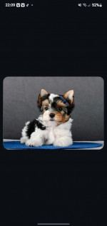 BIEWER TERRIER PUPPY AVALIABLE FOR REHOMING