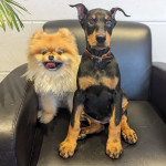 We have beautiful Doberman puppies.