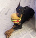 We have beautiful Doberman puppies.