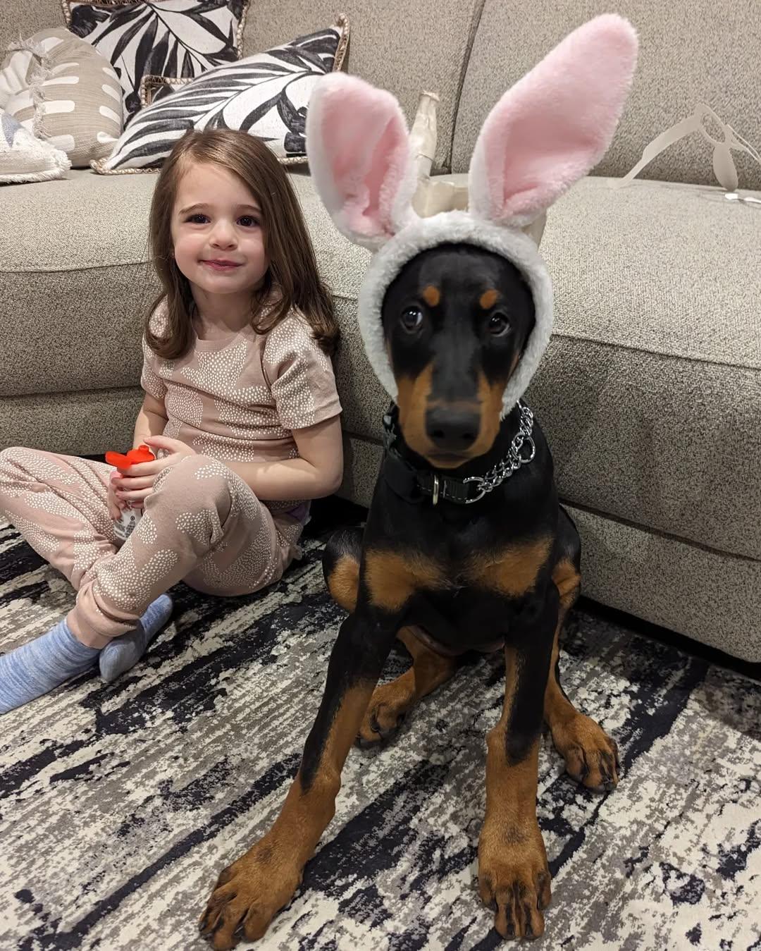 We have beautiful Doberman puppies.
