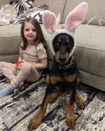 We have beautiful Doberman puppies.