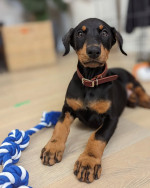 We have beautiful Doberman puppies.