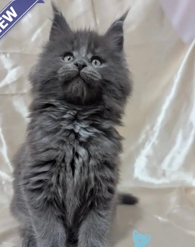 Brook Maine Coon male, blue smoke