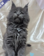 Brook Maine Coon male, blue smoke