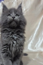 Brook Maine Coon male, blue smoke