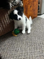 Pappilon puppies for Rehoming