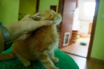 Healthy Lovely Maine coon kittens for adoption near you  (pairs available)
