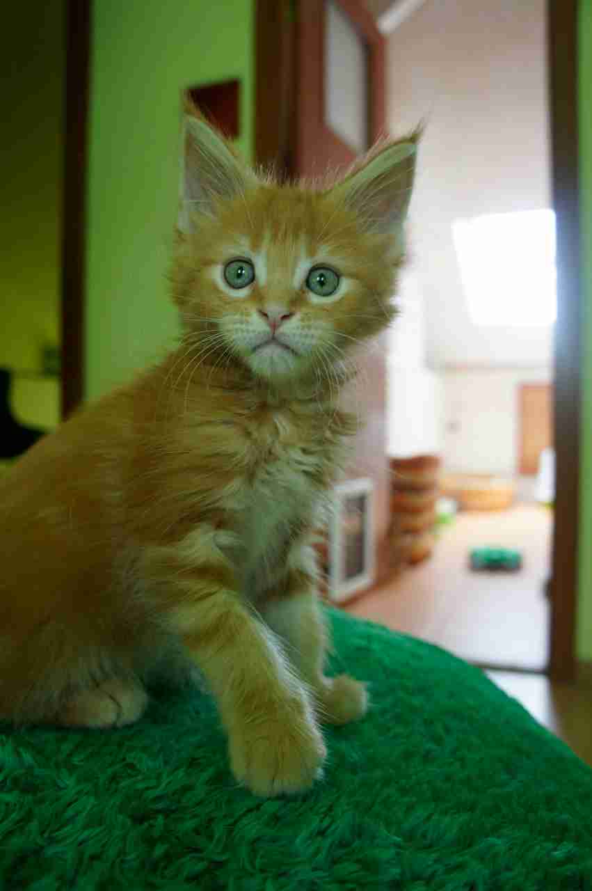 Healthy Lovely Maine coon kittens for adoption near you  (pairs available)