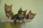 Healthy Lovely Maine coon kittens for adoption near you  (pairs available)