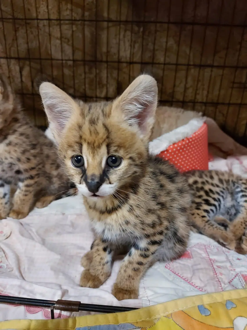 Adorable serval and Savannah kittens available
