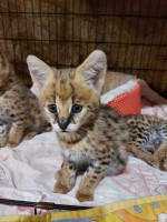 Adorable serval and Savannah kittens available