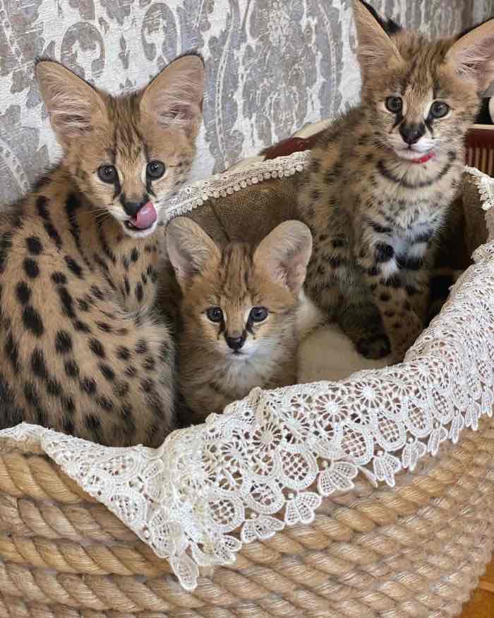 Adorable serval and Savannah kittens available