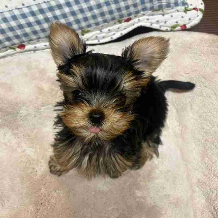 Female Yorkie Puppy in need of a new Home