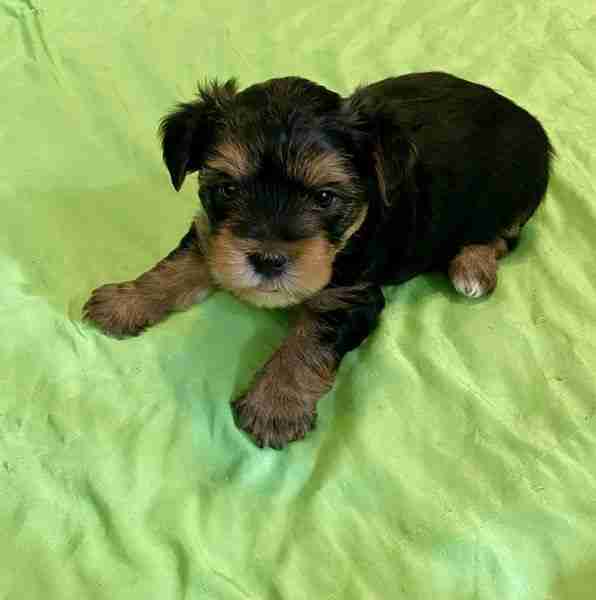 Teacup Yorkie puppy