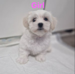 Lovely Maltese puppies for sale