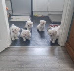 Lovely Maltese puppies for sale
