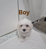 Lovely Maltese puppies for sale