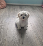 Lovely Maltese puppies for sale