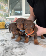 Adorable Miniature Dachshund Puppies for Sale !