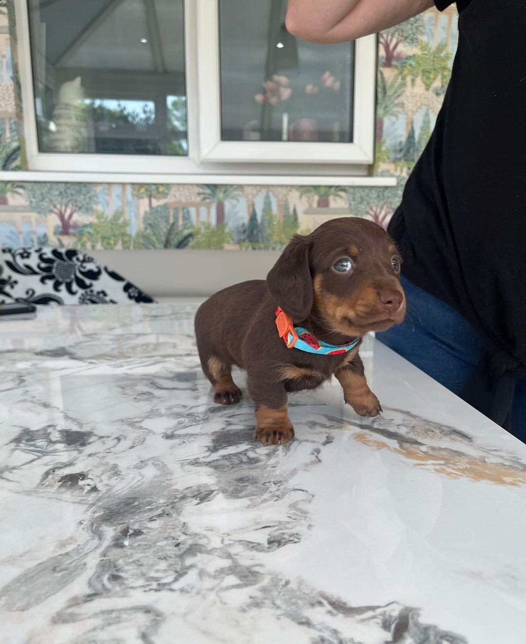 Adorable Miniature Dachshund Puppies for Sale !
