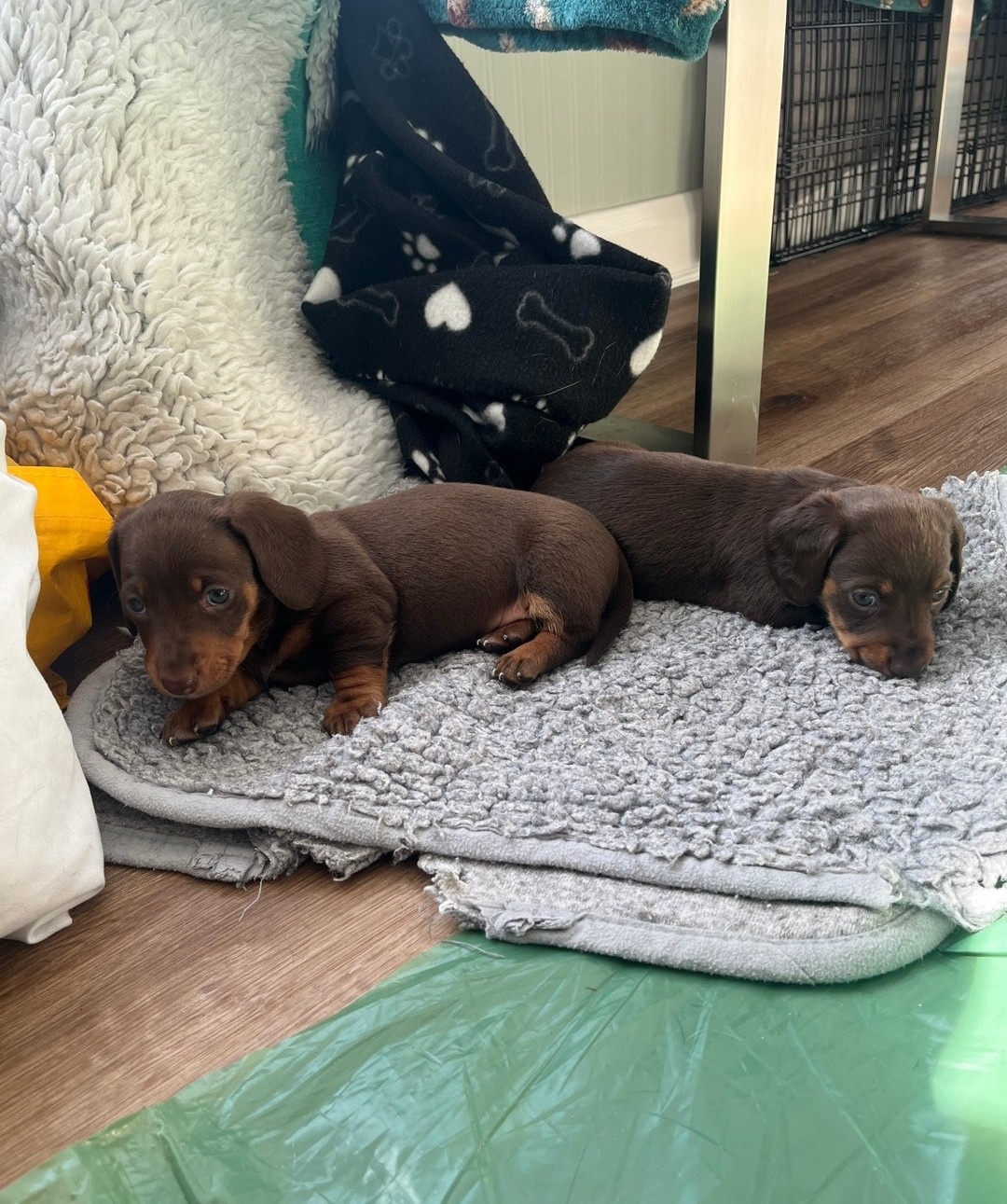Adorable Miniature Dachshund Puppies for Sale !