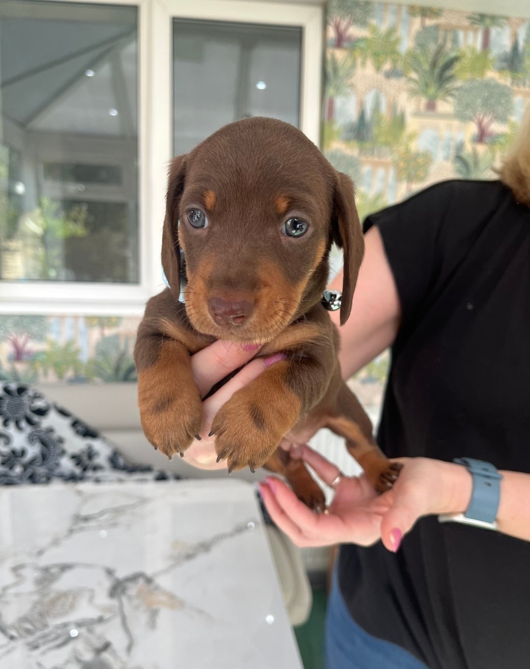 Adorable Miniature Dachshund Puppies for Sale !