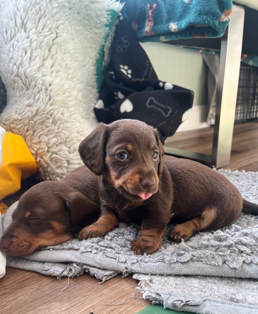 Adorable Miniature Dachshund Puppies for Sale !