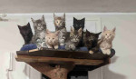 Charming Maine Coon Kittens For Sale