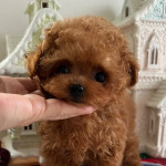 Poodle puppies