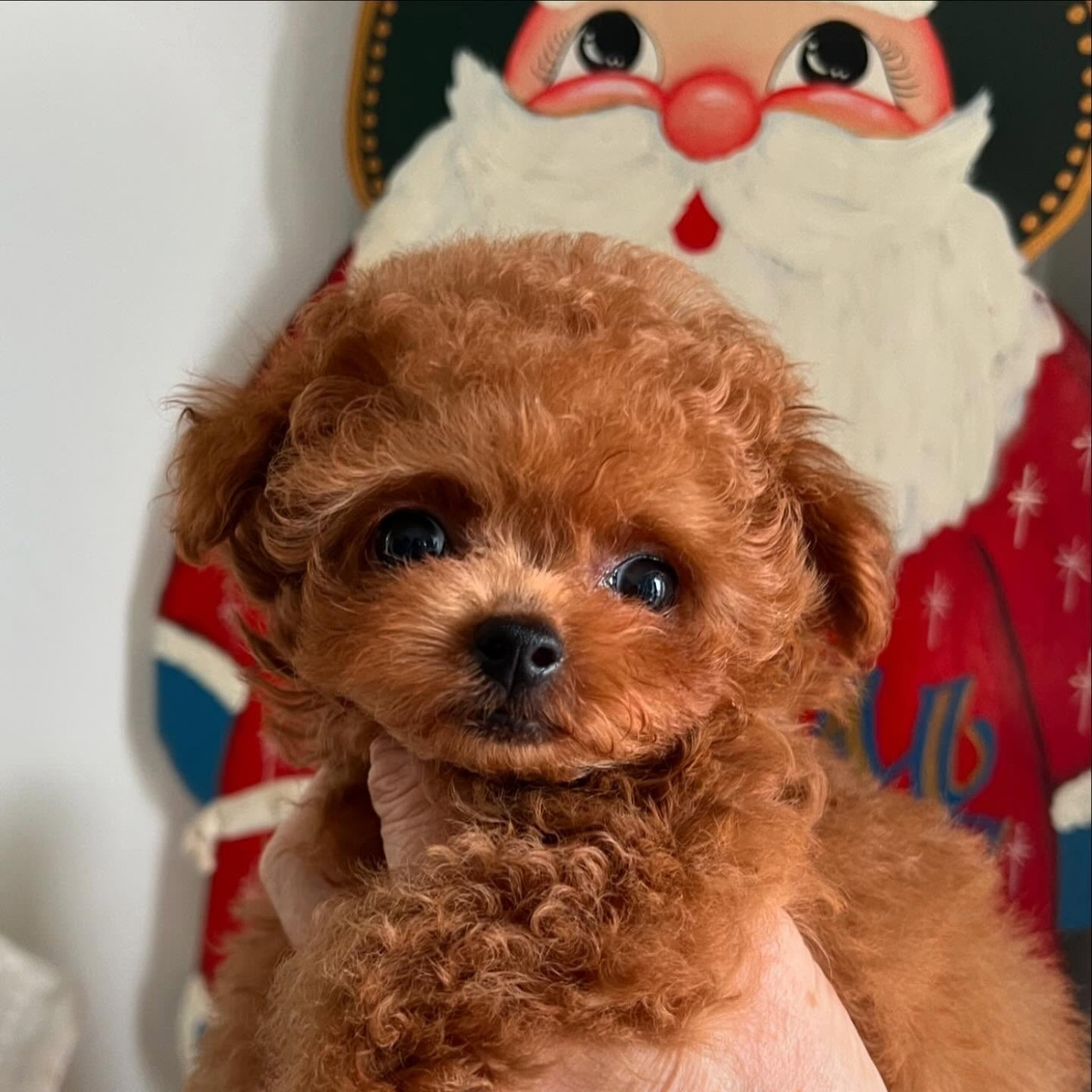 Poodle puppies