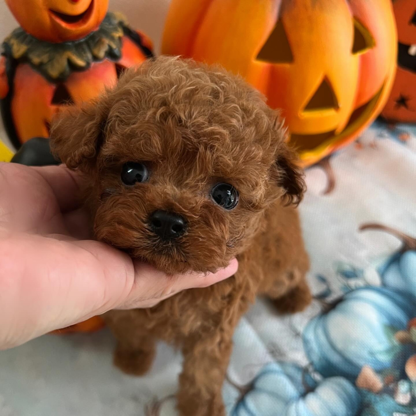 Poodle puppies