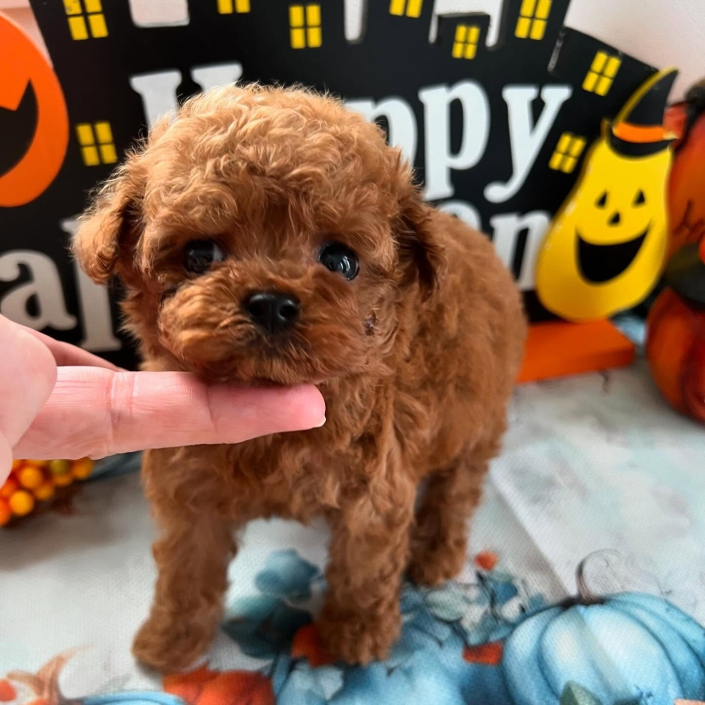 Poodle puppies