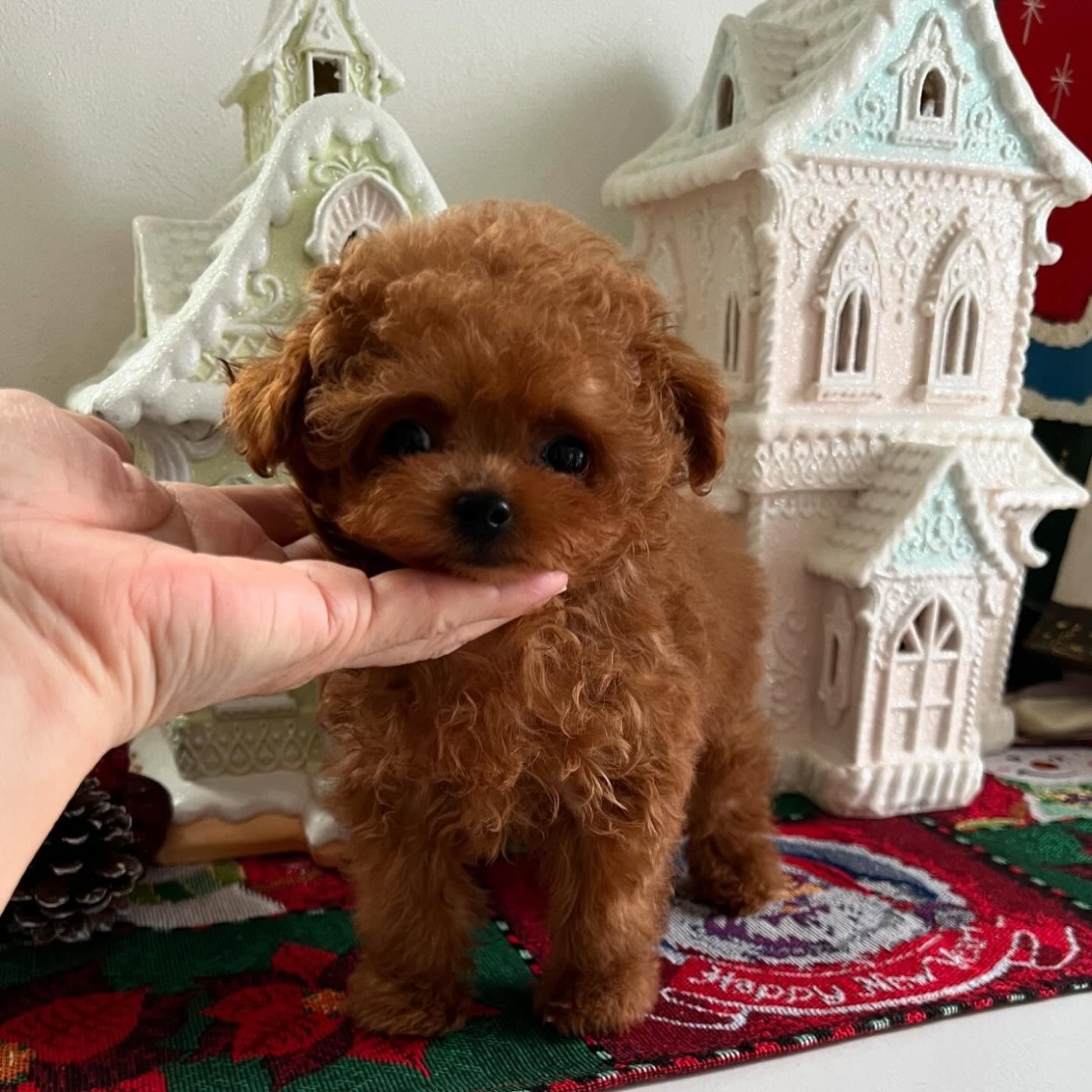 Poodle puppies