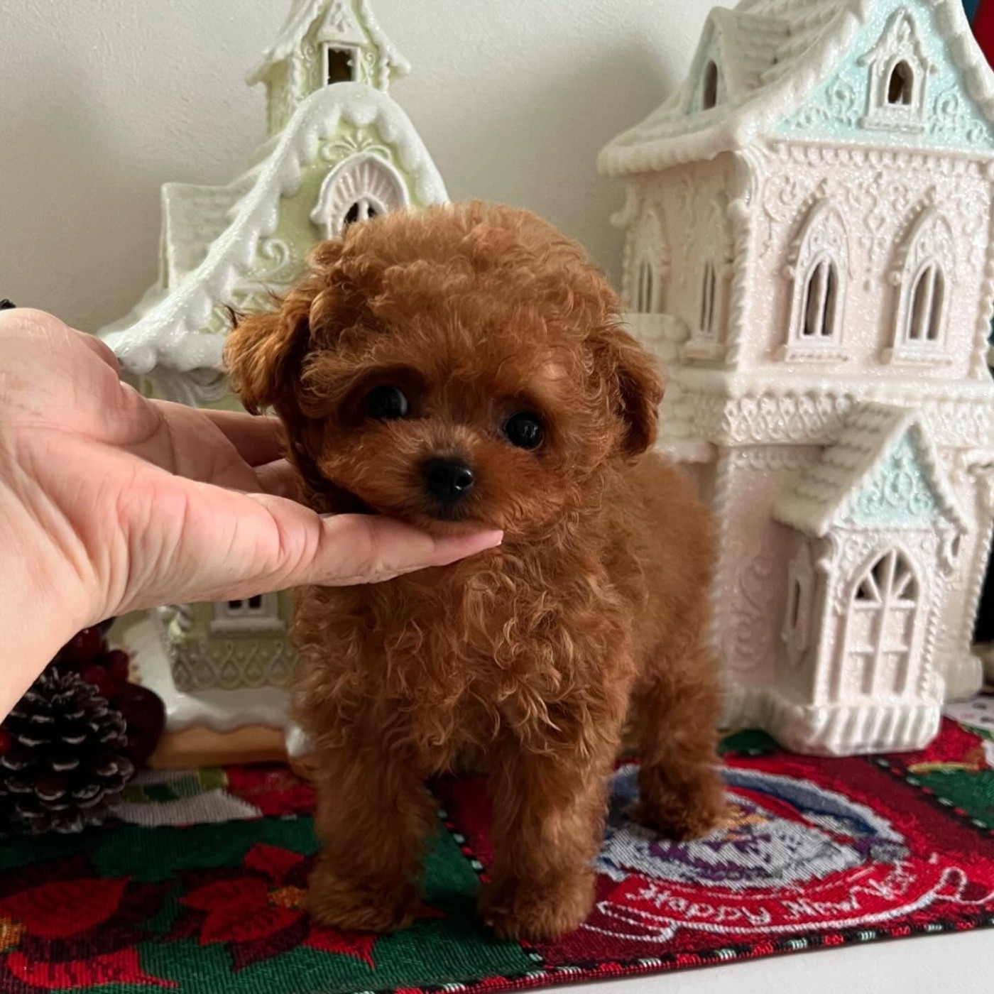 Poodle puppies