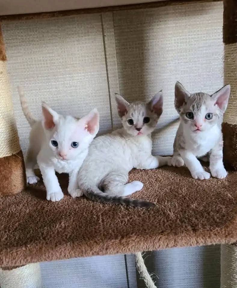 Devon Rex Skifla