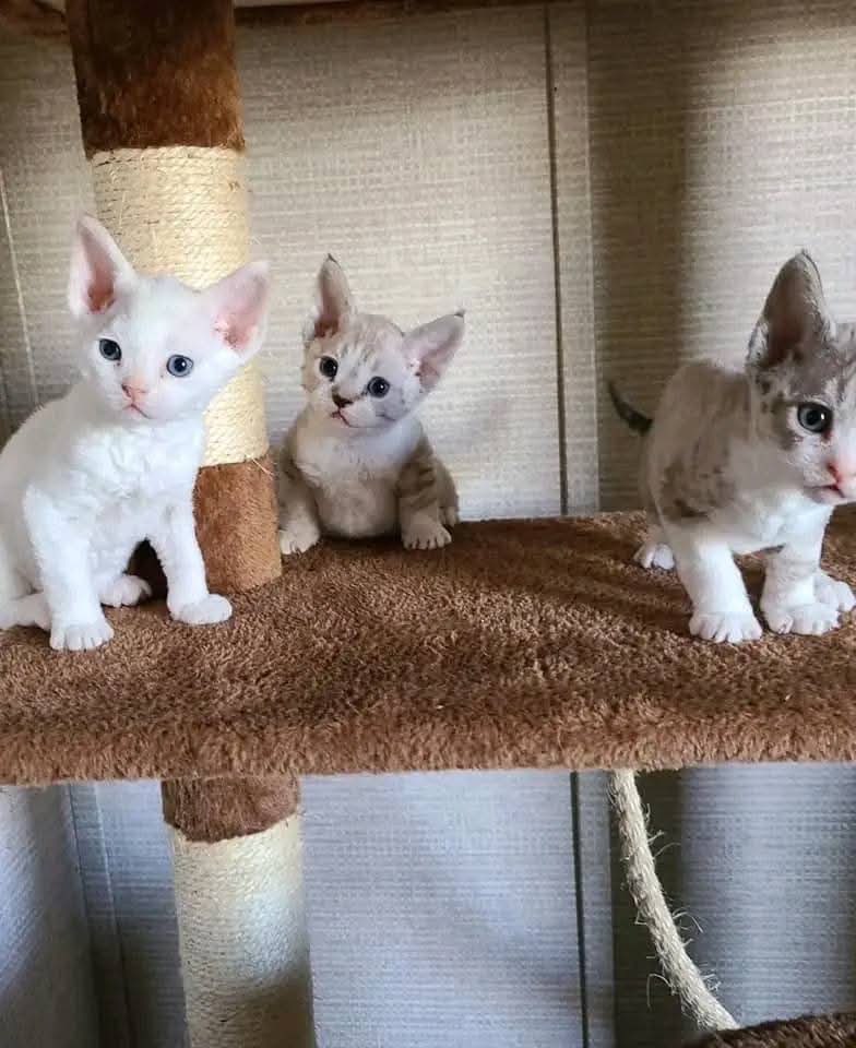 Devon Rex Skifla