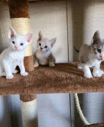 Devon Rex Skifla