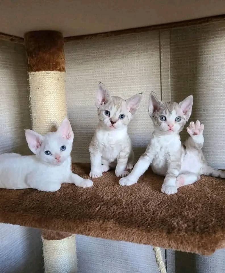 Devon Rex Skifla