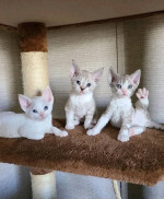 Devon Rex Skifla