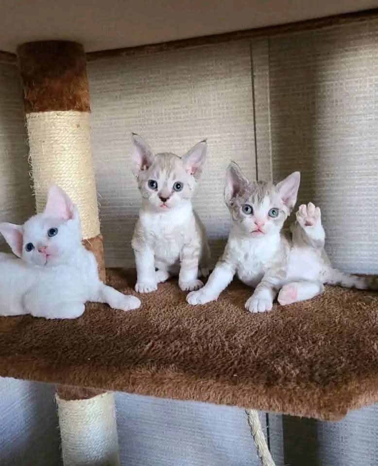 Devon Rex Skifla