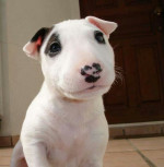AKC registered male and female Bull Terrier puppies