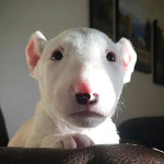 AKC registered male and female Bull Terrier puppies