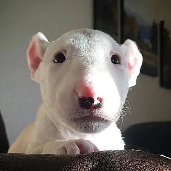 AKC registered male and female Bull Terrier puppies